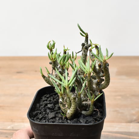 CATEGORY チレコドン | RAFLUM / ラフラム｜東京、大阪の塊根植物