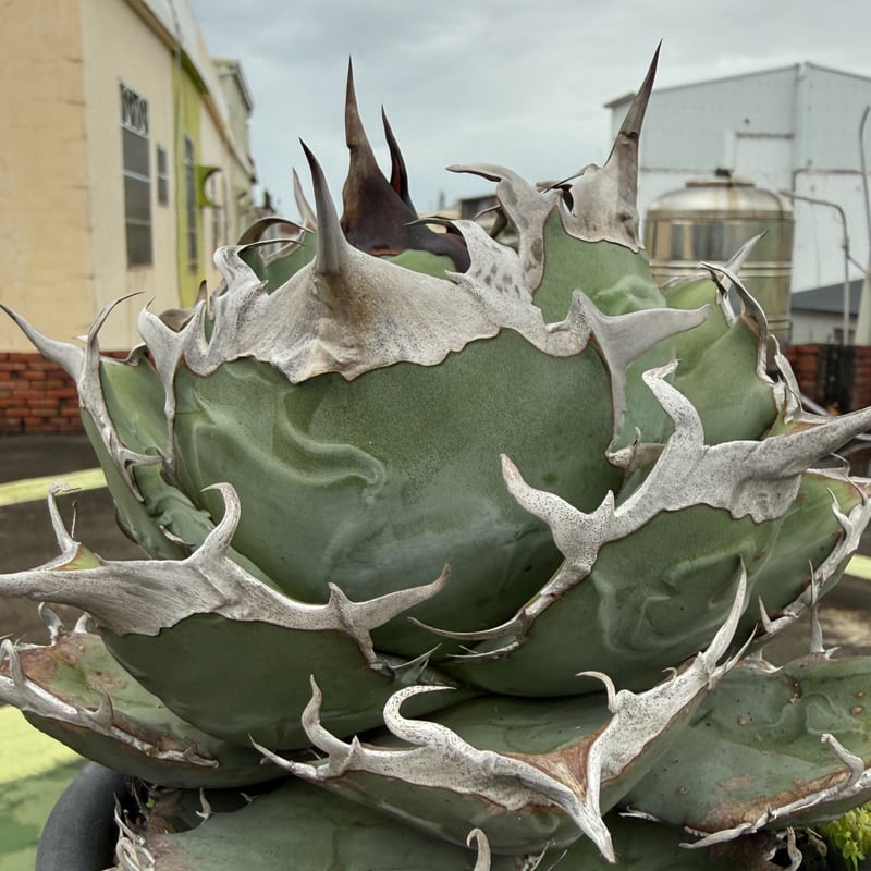 アガベオテロイ実生　選抜株 アガベ オテロイ 