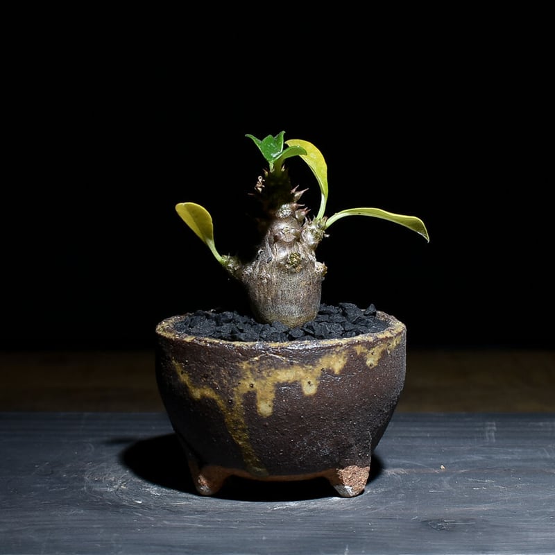 パキポディウム ウィンゾリー （発根済み）typeD RF221105 | RAFLUM /