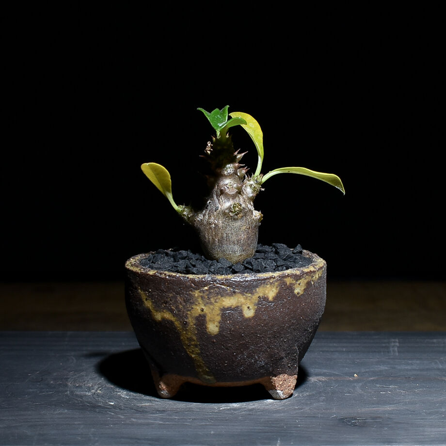 パキポディウム ウィンゾリー （発根済み）typeD RF221105 | RAFLUM /