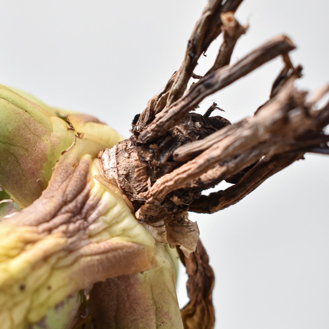 アガベ チタノタ パンダ 