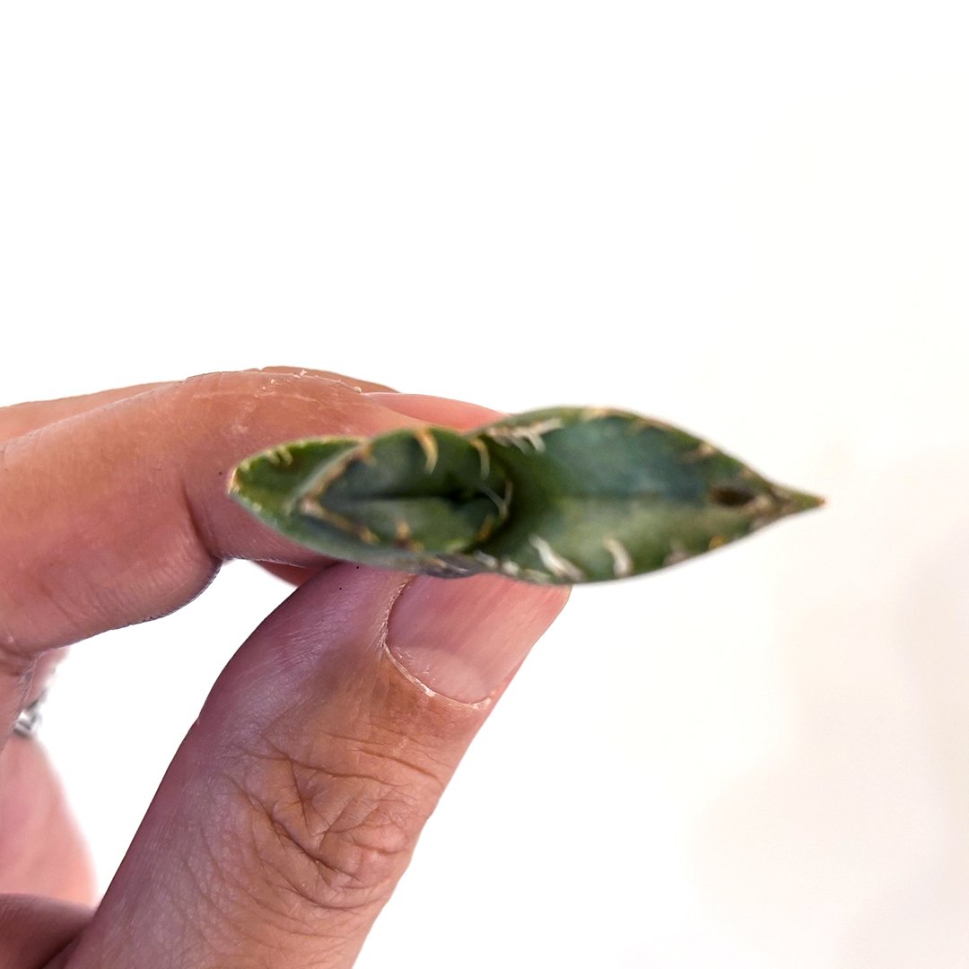 アガベ チタノタ フクロウ 猫頭鷹 海豹 アガベ・チタノタ フクロウ/猫頭鷹(台湾Lize産)（大）-006