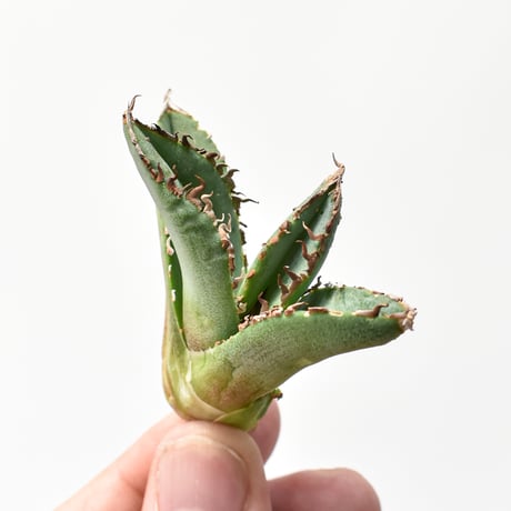 アガベ チタノタ "麻花"【台湾huplants2010産/子株販売】RF25011623