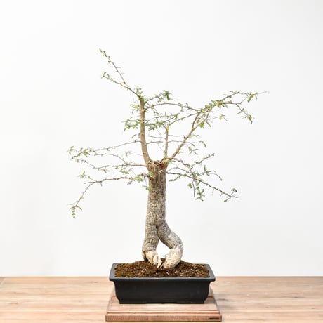 【“WACK” ON YOUR SIDE】オペルクリカリア デカリー "大株" WACK-A118