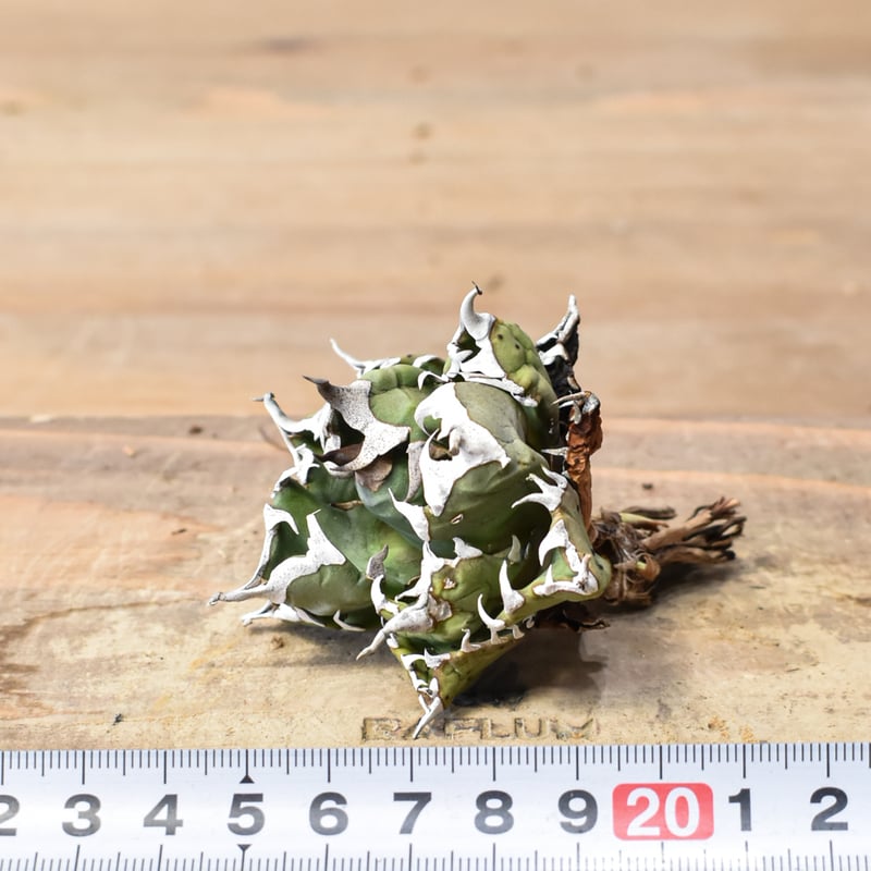 アガベ チタノタ ドワーフ / 