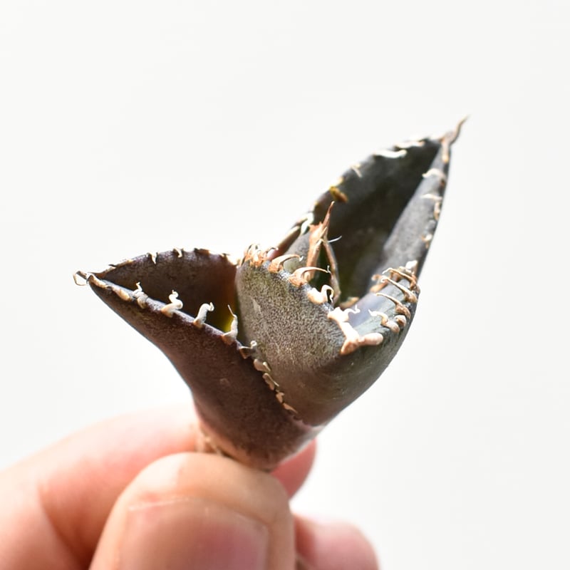 レア品種】アガベ チタノタ 