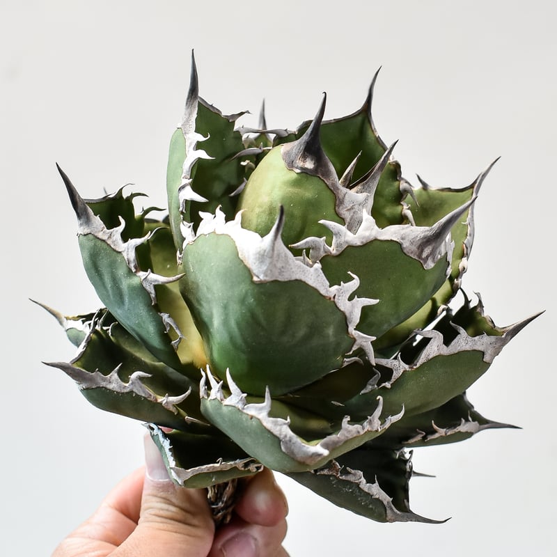 アガベ チタノタ シャークソード 