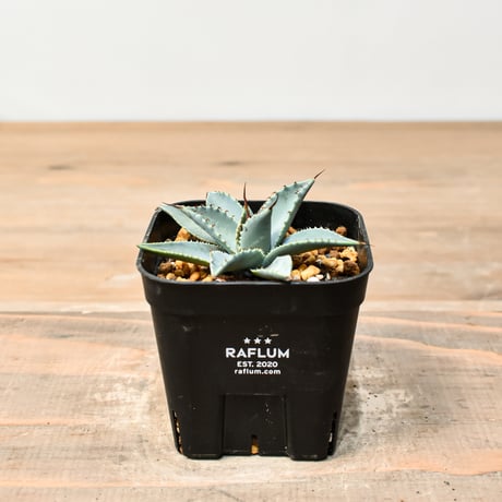 アガベ ハイブリット 日系イシスメンシス×象牙妖炎（陽炎エボリ）【台湾botanical_seeker産】RF25011375