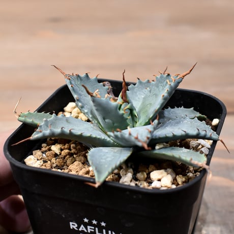 アガベ　ハイブリッド　象牙妖炎×楊貴妃　プレステラ90 ② アガベ ハイブリット 象牙妖炎×黑帝斯 / エボリスピナ×ハデス