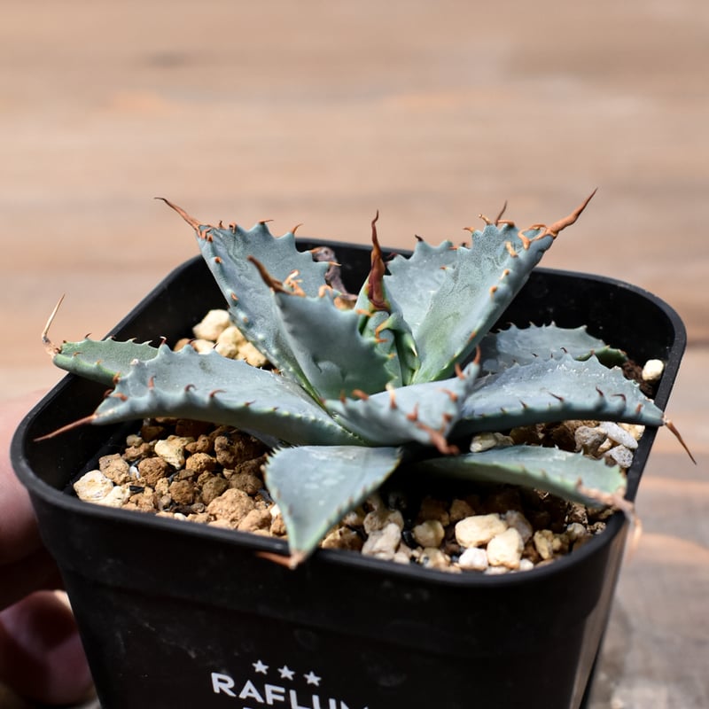 アガベ ハイブリット 日系イシスメンシス×象牙妖炎（陽炎エボリ