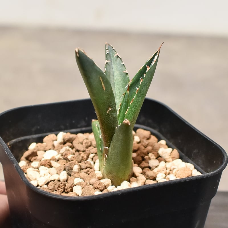 アガベ チタノタ 連絡用ページ