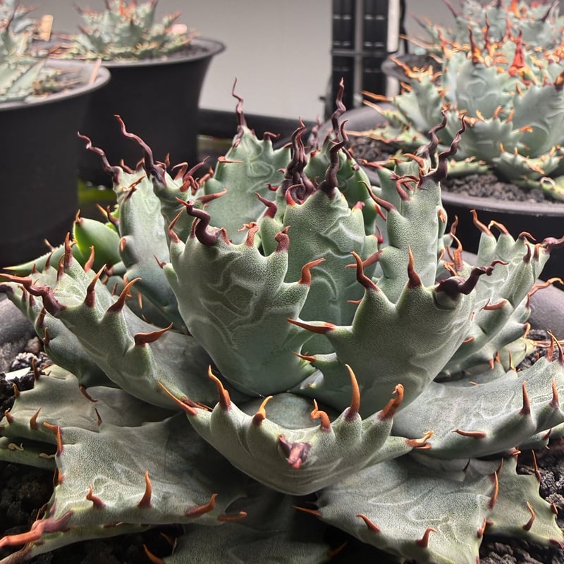 アガベ ハイブリット 