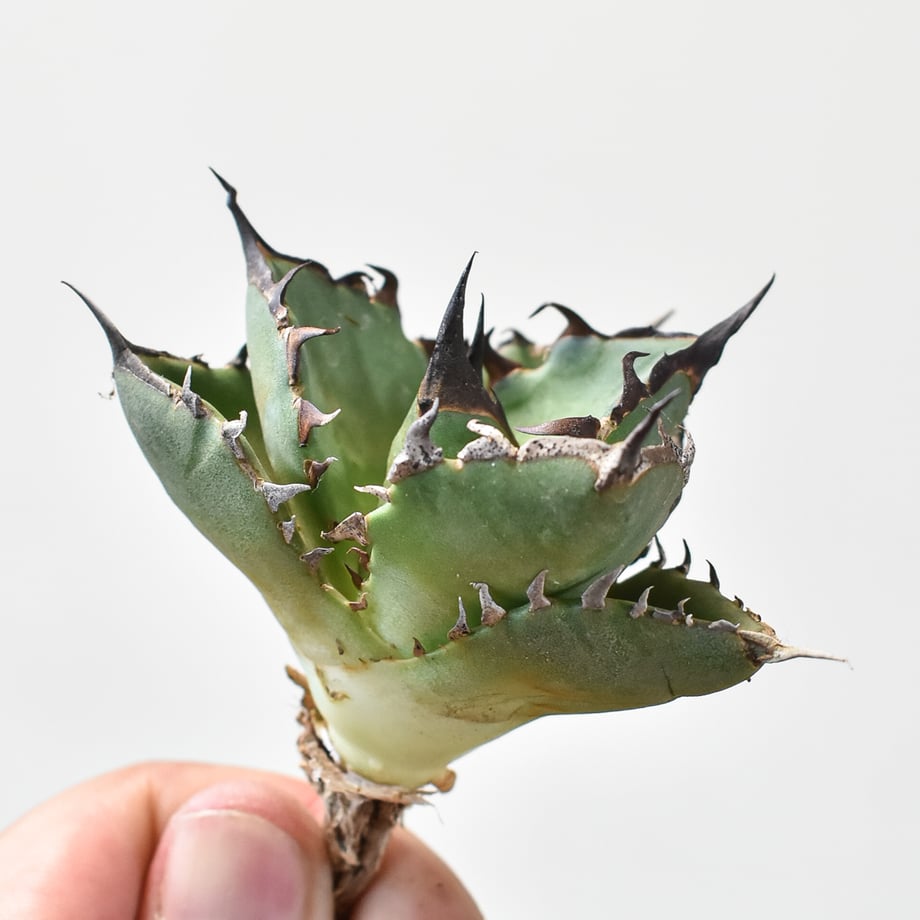 66aa4c7a20d29908ae921381