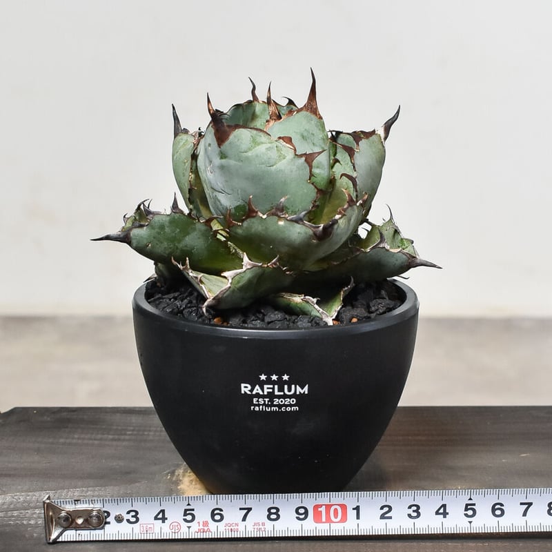 【コレクション、美株】アガベ　ブラックアンドブルー ボールタイプ　葉幅広　大株 コレクション、美株】アガベ ブラックアンドブルー ボールタイプ