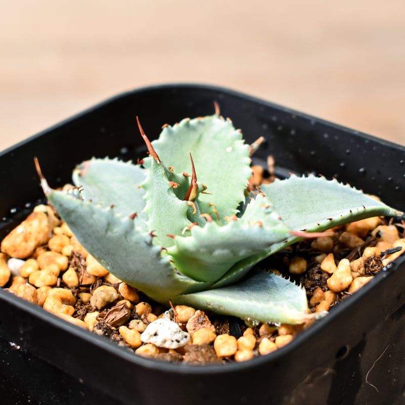 ハイブリッド　アガベ　特白肌イシス✖️パルメリー　子株 Agave Hybrid 特白肌X 血雨【SOLD OUT】 特白肌にスポットが入る期待の
