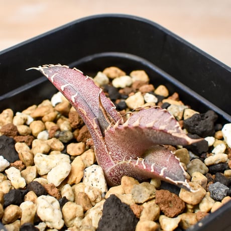 【RAFLUM育成株 5個セット】アガベ Mexico oteroi seeding / オテロイ実生 メキシコ産 【RAFLUM産/実生/子株】B
