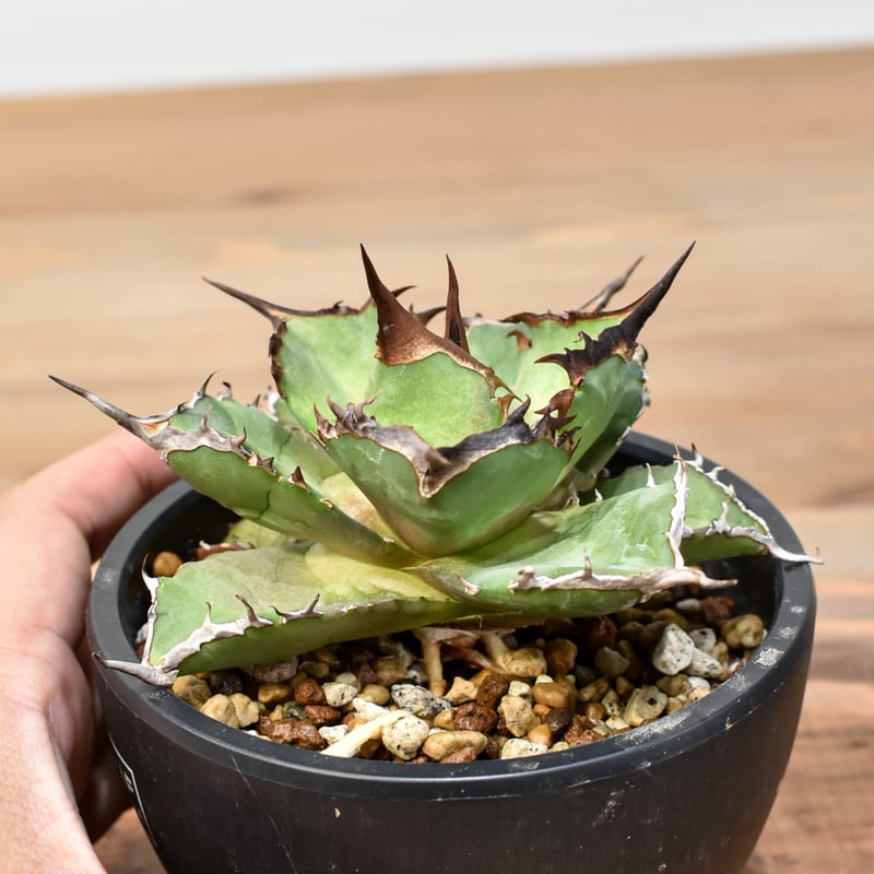 アガベ チタノタ DENNIS043【台湾DENNIS産/発根済み/中株】A DN25010