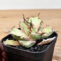 ブーファン ハエマンソイデス 