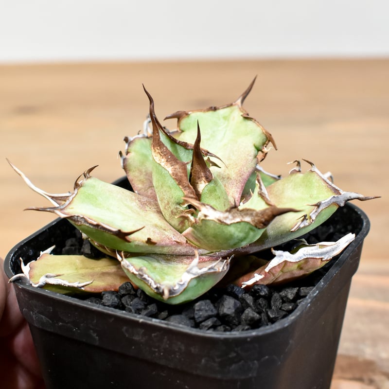 アガベ チタノタ DENNIS043【台湾DENNIS産/発根済み/子株】DN2501002