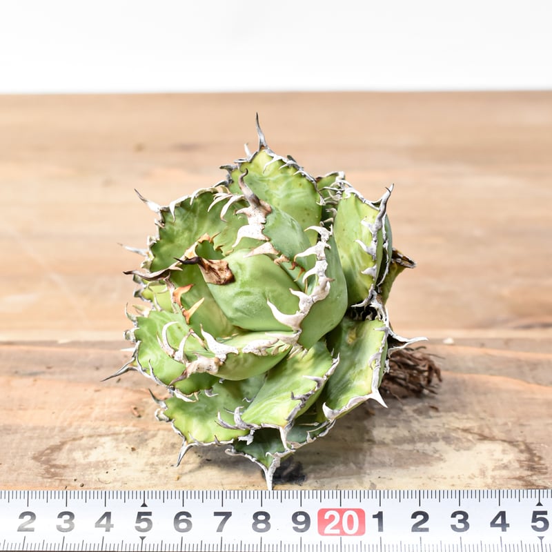 アガベ チタノタ フィリグリー