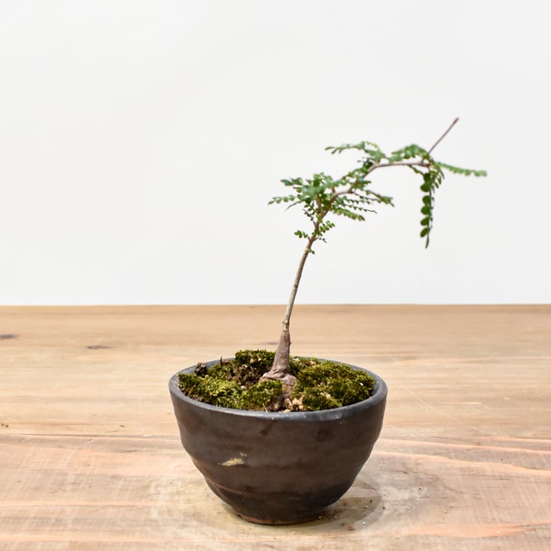 WACK” ON YOUR SIDE】オペルクリカリア パキプス WACK-A115 |