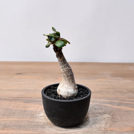 【グラキリス】塊根！超良型ダブルヘッド SRL Neighborhood グラキリス】塊根！超良型ダブルヘッド SRL Neighborhood