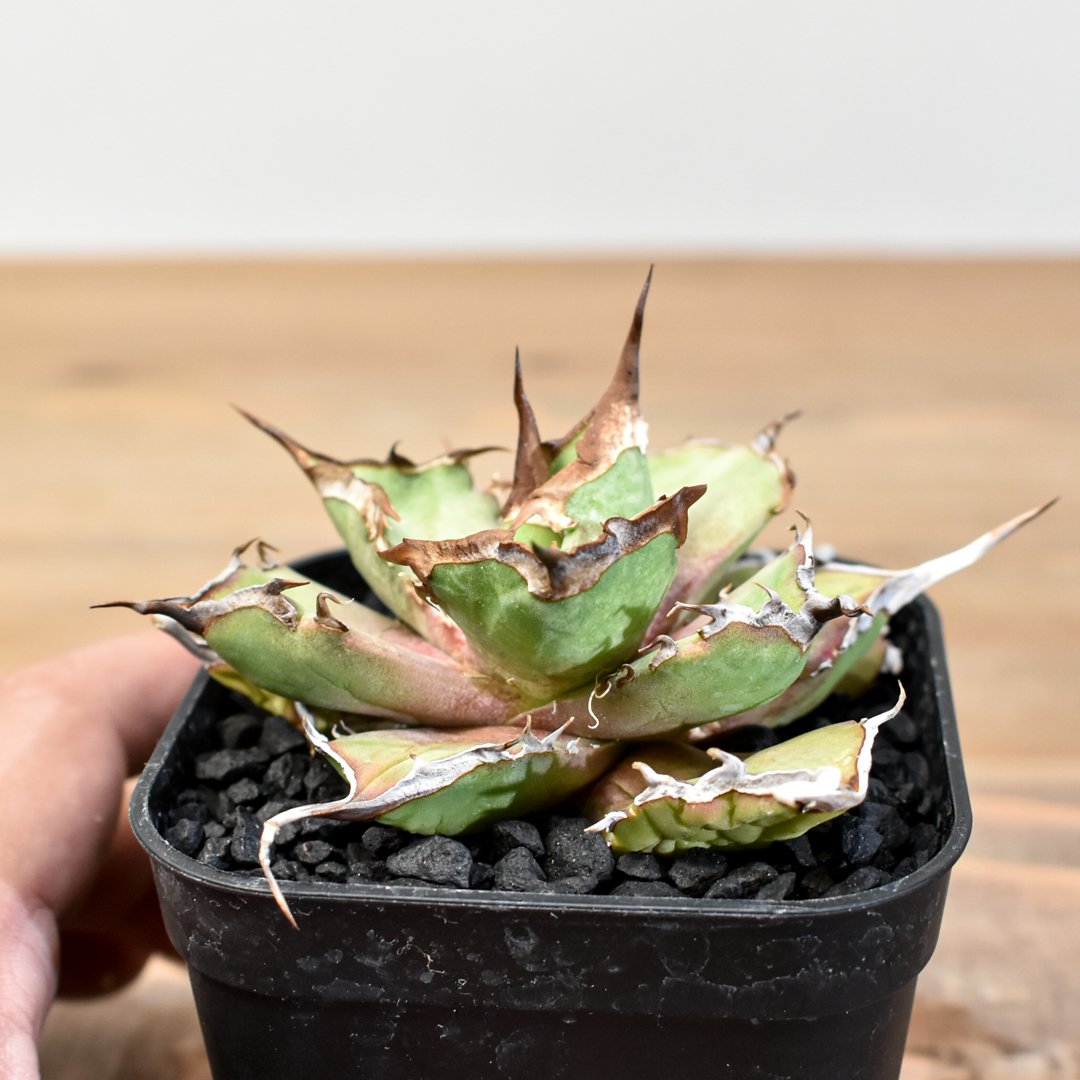 アガベ チタノタ DENNIS043【台湾DENNIS産/発根済み/子株】DN2501002