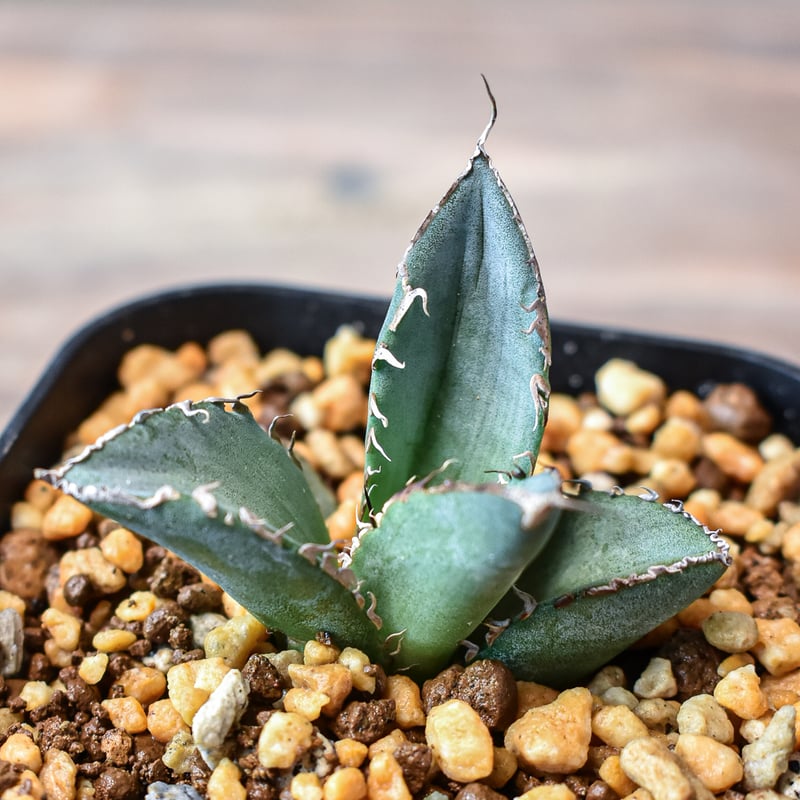 アガベ チタノタ 