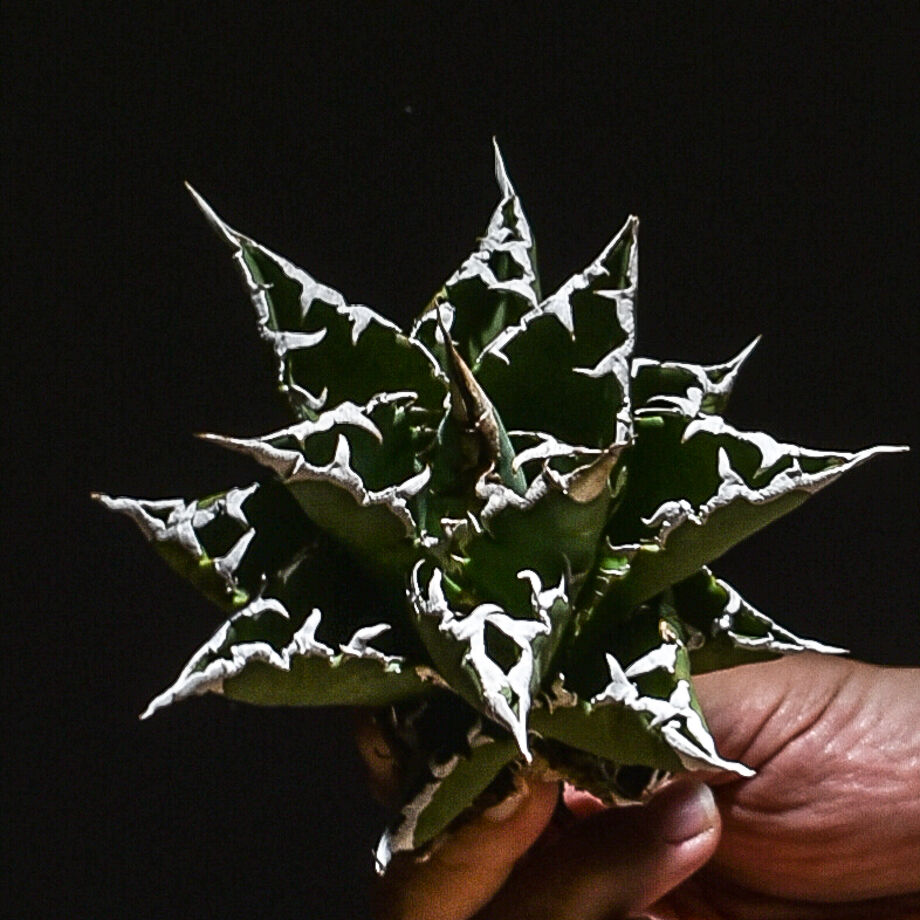 6364db34c92c5d0197c2e9a3