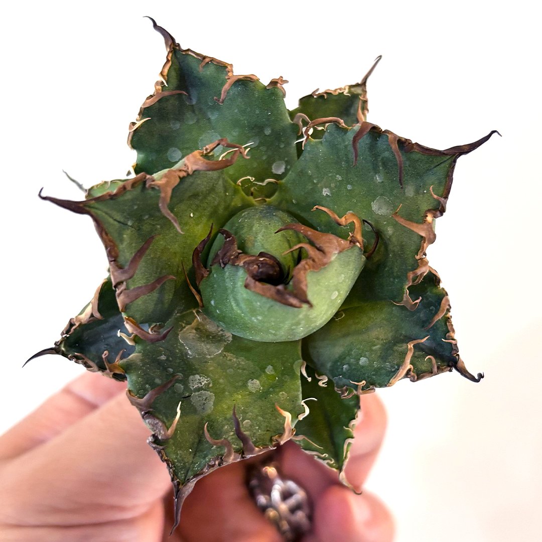 アガベ チタノタ シーザー 凱徹 台湾産 J*B様 A208 特選 アガベ チタノタ 台湾凱撒 シーザー 強棘狂刺極上