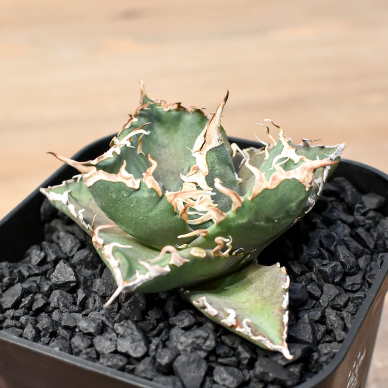 アガベ チタノタ ゼウス 