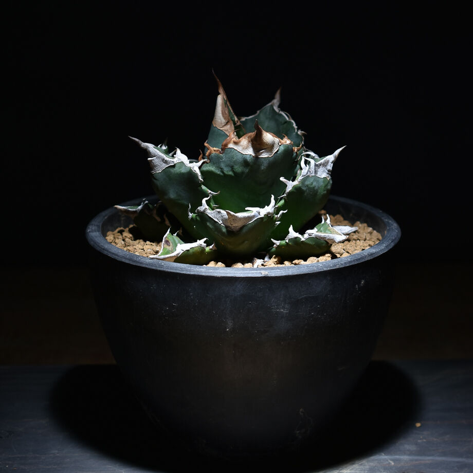 アガベ チタノタ ホワイトファイヤー 