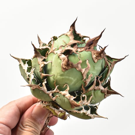 【5CLAW】アガベ チタノタ シーザー / 精品凱撒 【台湾 dragon agave産/中株/抜き苗】RFDG25010972