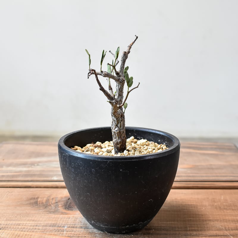 発根済み3年経過 センナメリディオナリス 発根済み3年経過 センナメリ