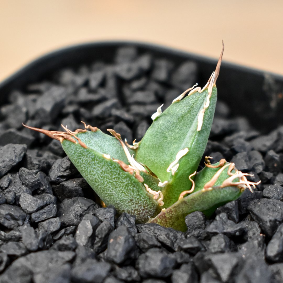 アガベ 台湾株 8株セット 楊貴妃×黒帝斯 他 アガベ Dennis 080（Dennis hybrid / 皮卡丘×黒帝斯）【台湾DENNI