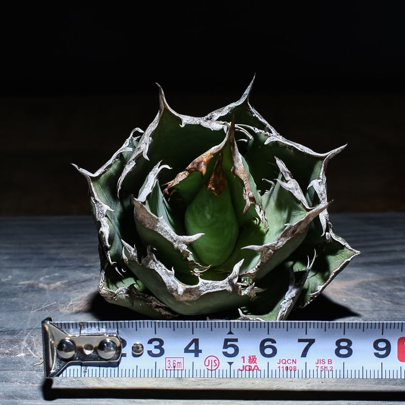 アガベ チタノタ 白鯨 ボールタイプの超良型株 (抜き苗販売) type D