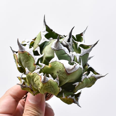 アガベチタノタ　姫厳龍　大株 アガベ チタノタ 姫厳龍 | 磨 Detailing