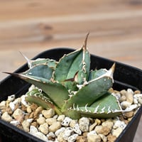 ユタエンシス エボリスピナ 陽炎 発送済み アガベ ユタエンシス エボリスピナ 陽炎 未発根 | GREEN LUCK