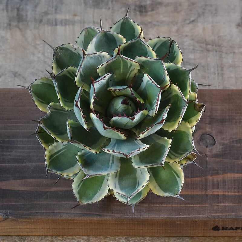 アガベ ポタトラム デザートダイヤモンド（抜き苗販売）【良血統の