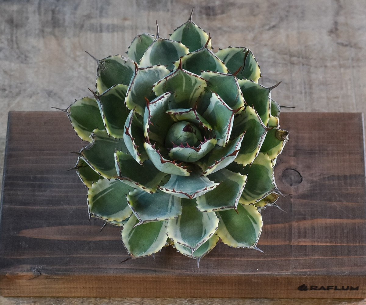 アガベ デザートダイヤモンド 特大株 アガベ デザートダイヤモンド 特大株 アガベ ポタトラム デザート