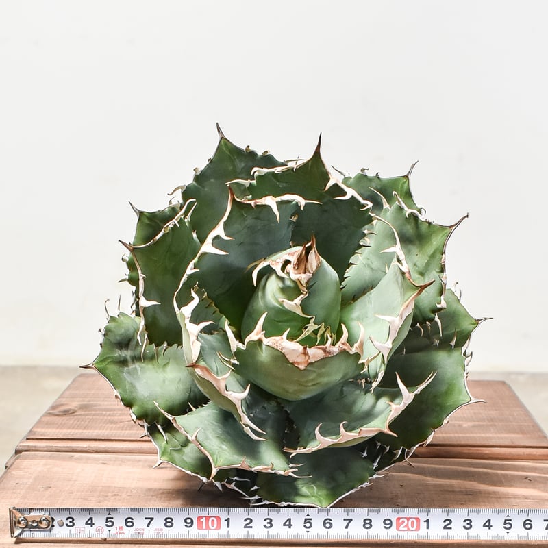 【選抜】オテロイ アイスクリーム ノーネーム 子株 アガベ チタノタ 選抜】オテロイ アイスクリーム ノーネーム 子株 アガベ