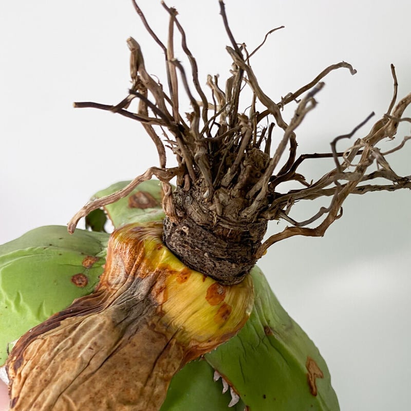 アガベ チタノタ FO-076 OLD （抜き苗販売）RF22835 | RAFLUM / ラ