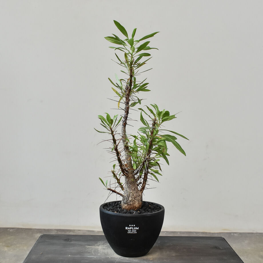 フォークイエリア　プルプシー　実生　良形 フォークイエリア プルプシー 実生 | hanayoshi-botanical