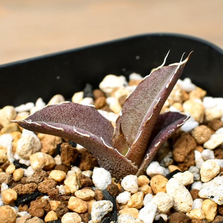 【RAFLUM育成株 5個セット】アガベ Mexico oteroi seeding / オテロイ実生 メキシコ産  【RAFLUM産/実生/子株】B3