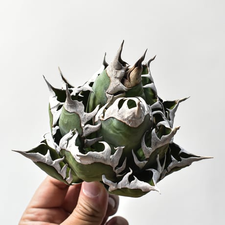 アガベ チタノタ "精品レッドキャットウィーズル" / 精品赤猫 , 精品紅猫  【台湾 dragon agave産/中株/抜き苗】A28