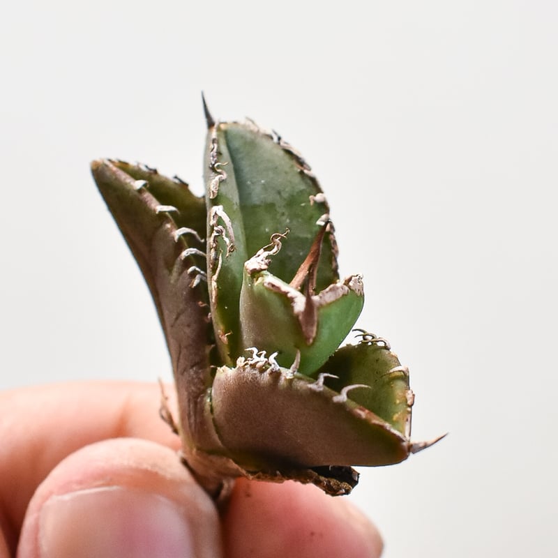 アガベ チタノタ 