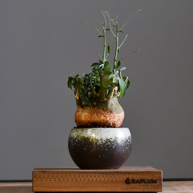 最終値下げ！アデニアスピノーサ　現地株 最終値下げ！アデニアスピノーサ 現地株 - メルカリ