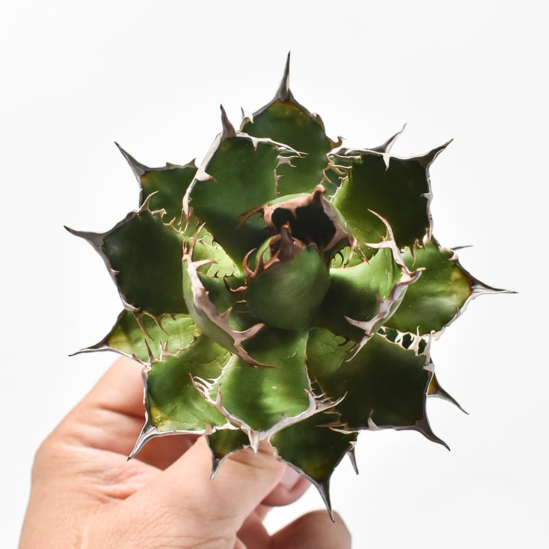 国内実生最高峰】アガベ ホリダ【OSPセレクト株 / 抜き苗 / 実生】31