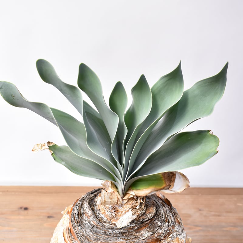 ブーファン ハエマンソイデス 