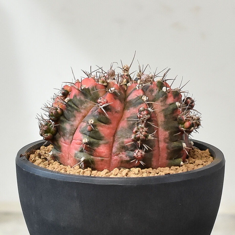 多肉植物　ギムノカリキウム　ミハノビッチ錦　発根済み ギムノカリキウム ミハノビッチ 